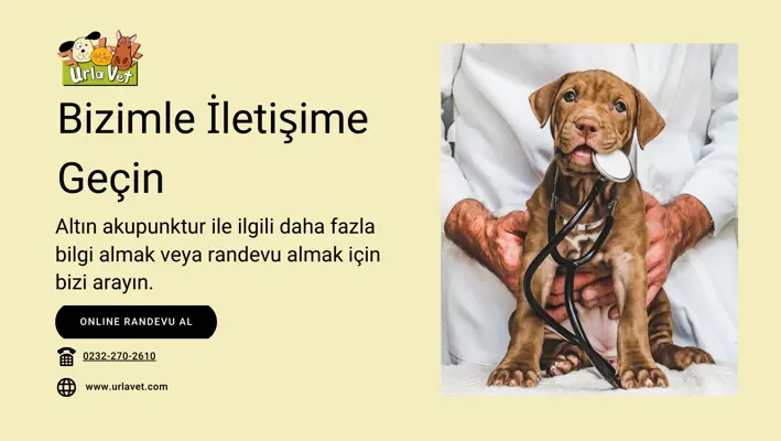 Altın Akupunktur: Evcil Hayvan Sağlığında Çığır Açan Bir Yöntem