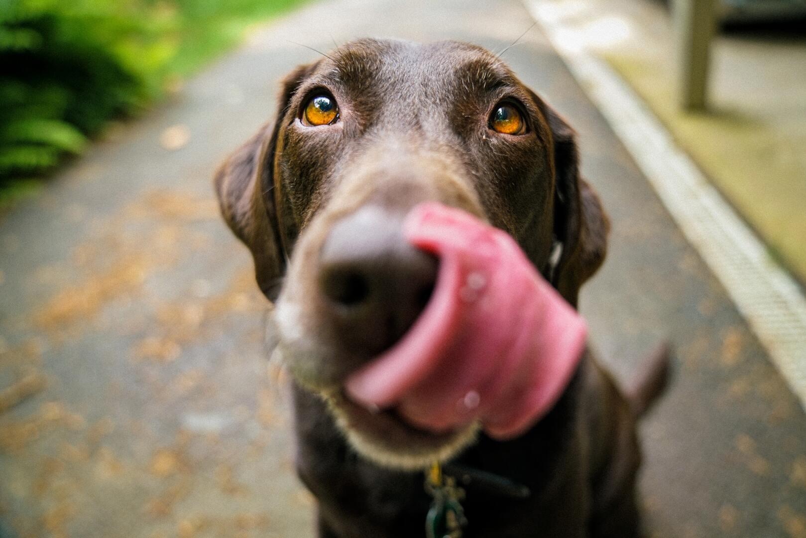Labrador