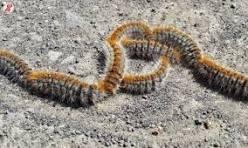 Çam kese kurdu lezyonları