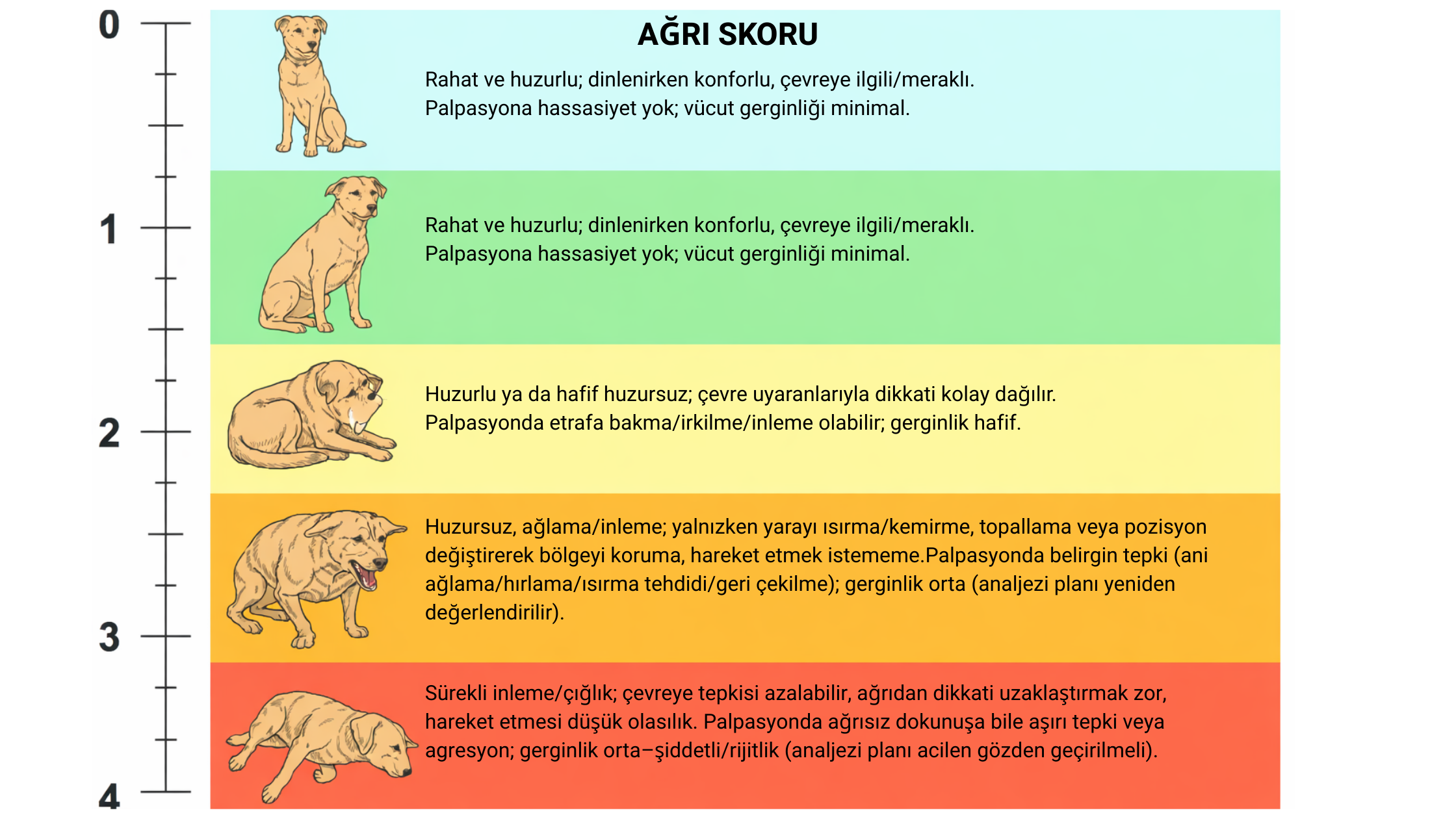 Köpeklerde davranış ve mobilite temelli ağrı skorlama skalası - Canine Pain Scale