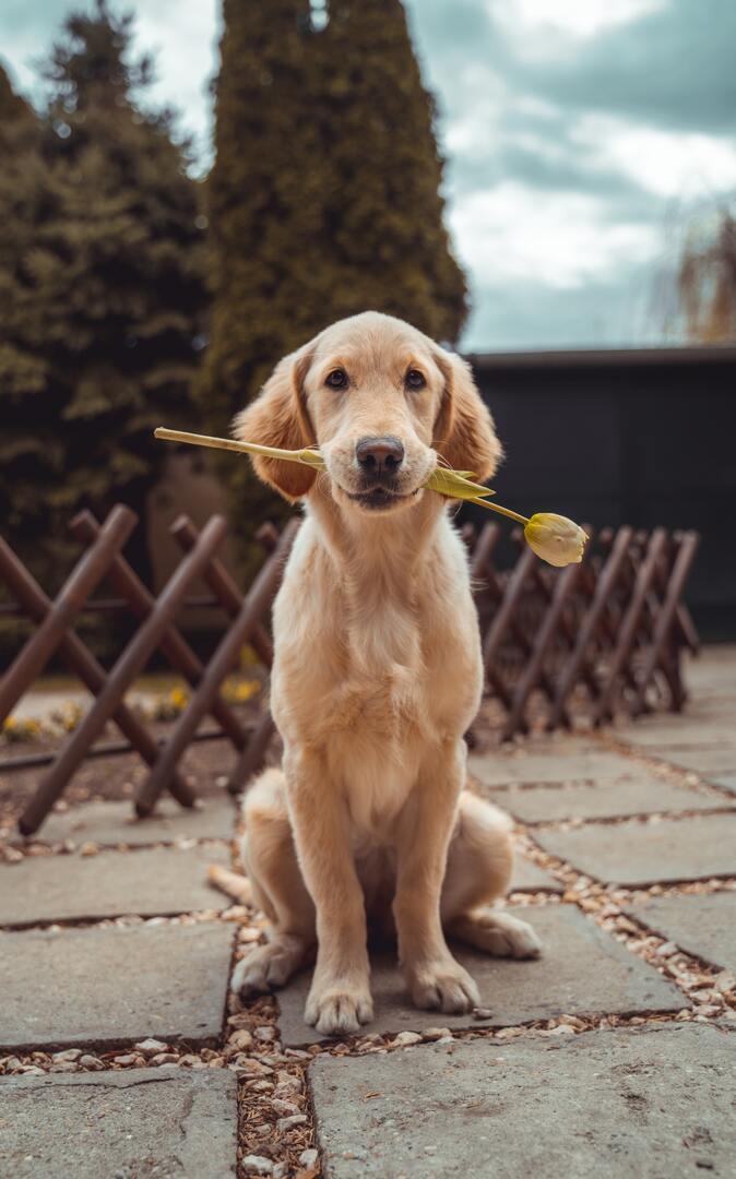 Çiçek tutan köpek