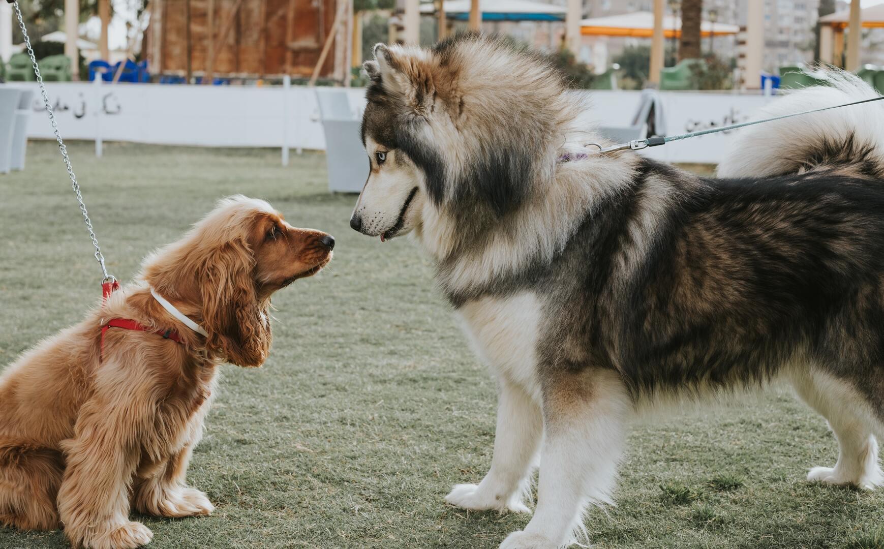 Tanışan köpekler