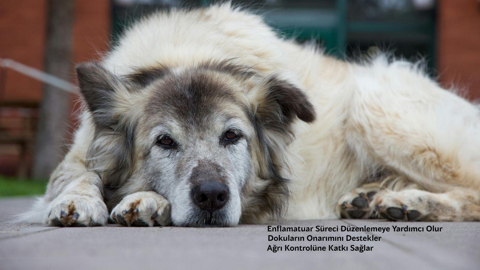 Doku onarımını ve iyileşmeyi temsil eden görsel