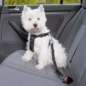 Köpeğinizle Yapacağınız Araba Yolculuğu İçin 5 İpucu
