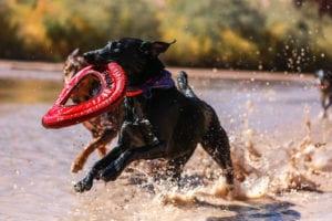 Köpekler oynuyor