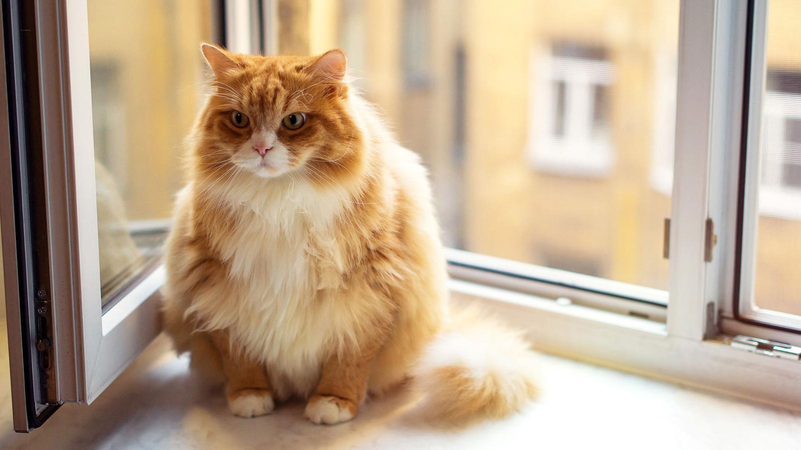 Obez Kedi