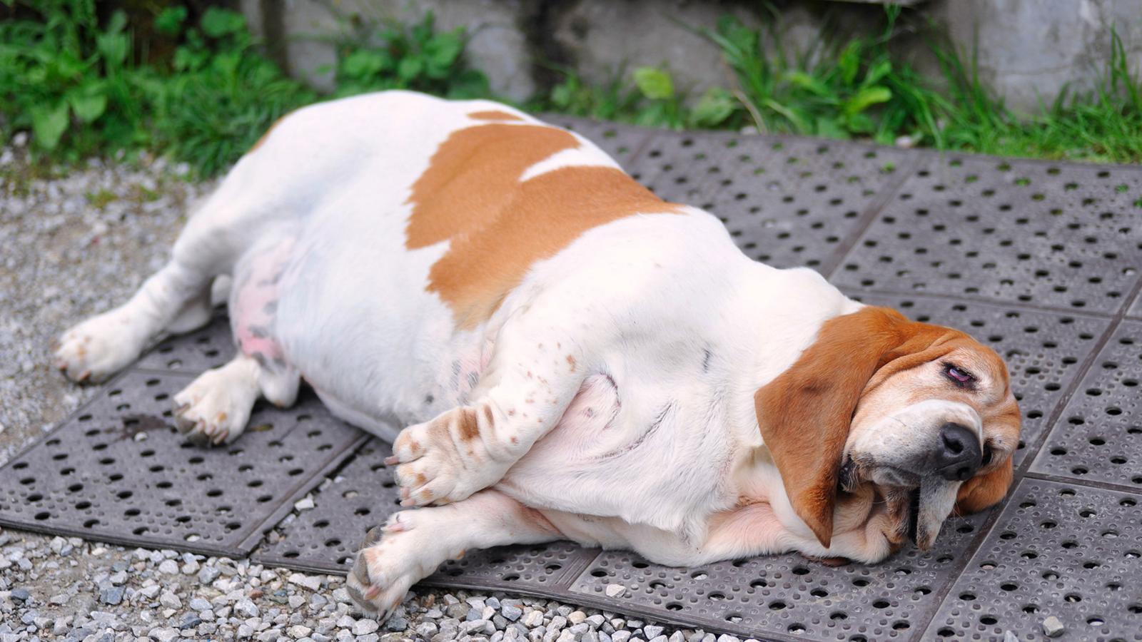 Obez Köpek