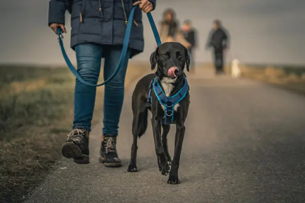 Yaşlı Köpekler için Evde Yapabileceğiniz 5 Egzersiz