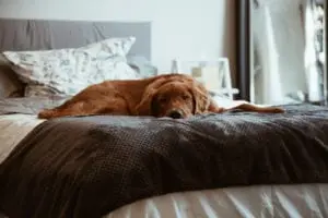 Köpek Sahiplenmeden Önce Kendinize Sormanız Gereken 5 Soru