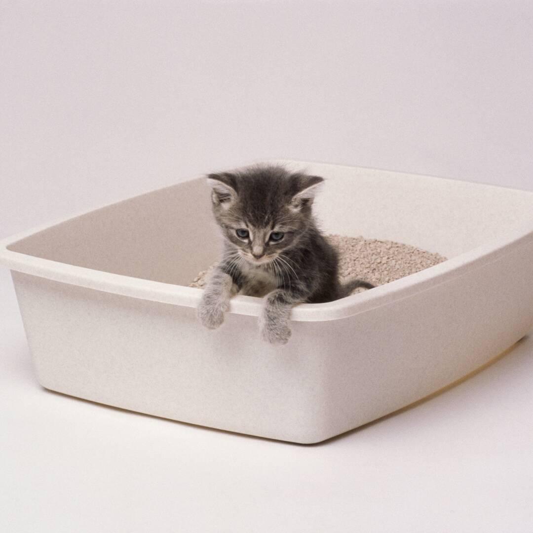 Yavru Kedi