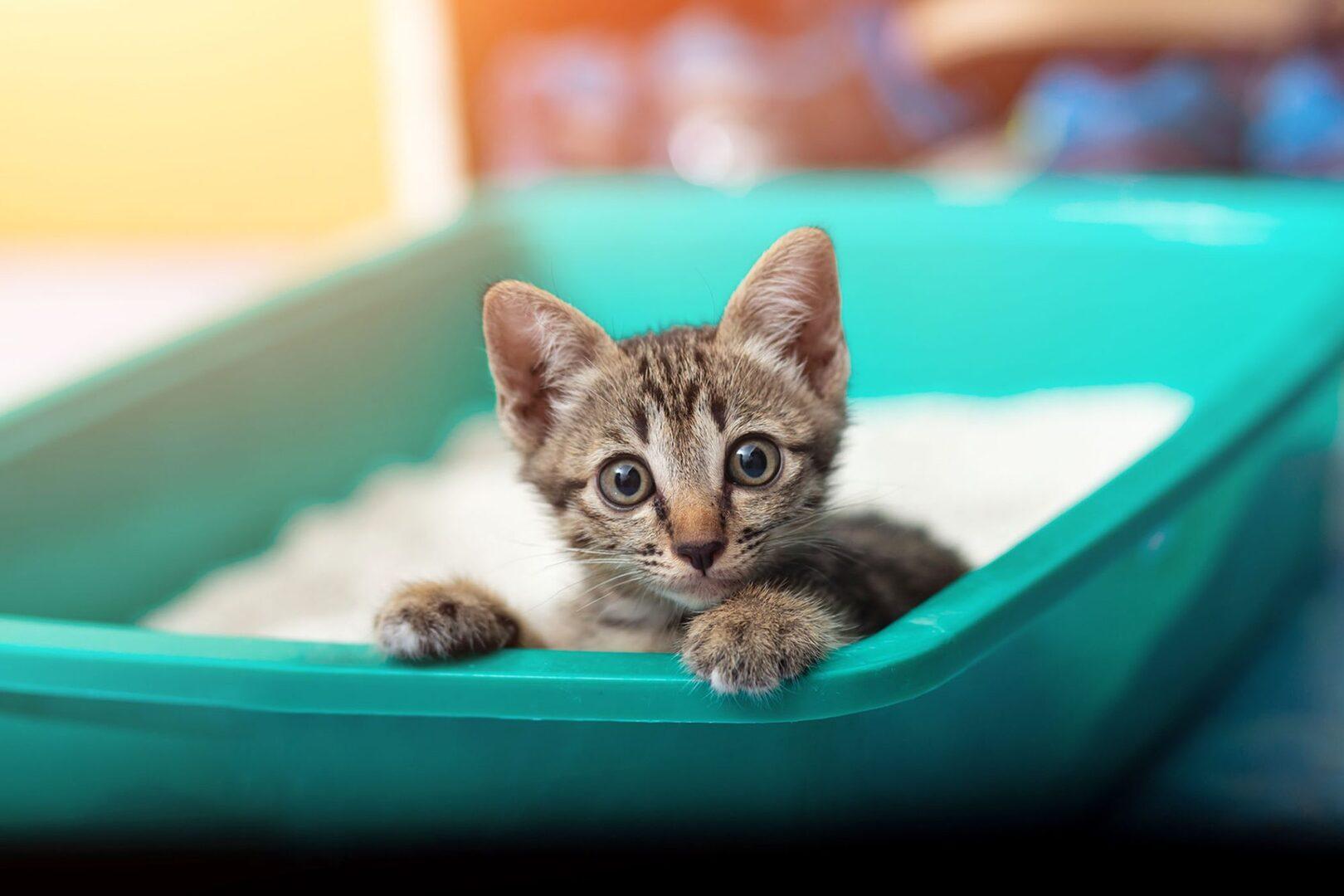 Yavru Kedi